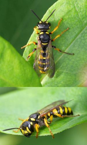 Cerceris arenaria